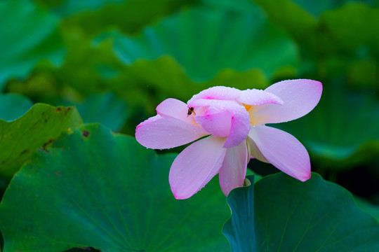 池塘里雨中的荷花