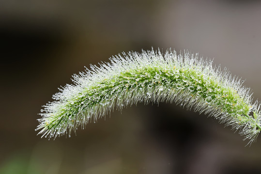 小草露珠