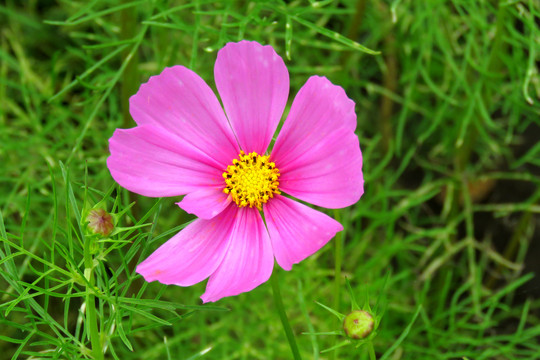 格桑花