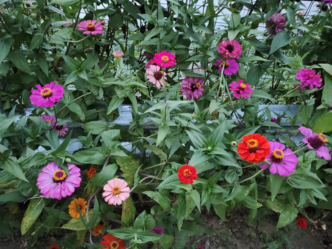 百日菊花海