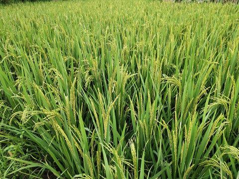 未成熟的水稻