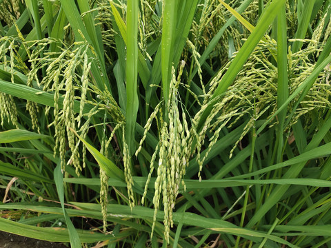 水稻稻穗弯腰