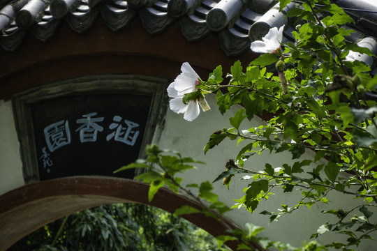 园林小景