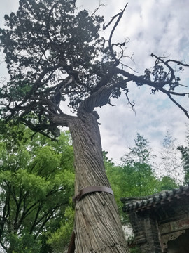 侧柏