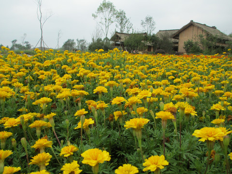 花田