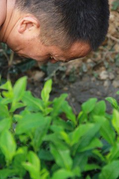 流着汗水的男人在茶园劳动