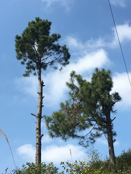 两棵松树