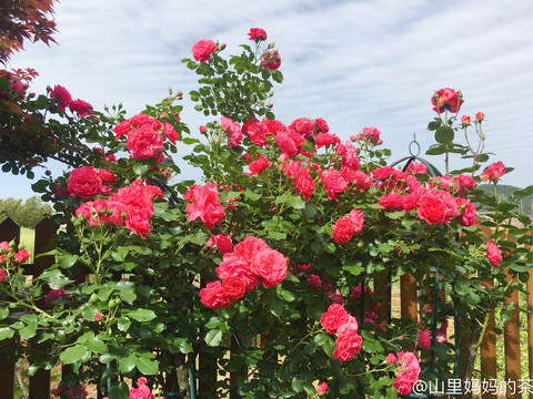 月季花大游行