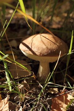 喀纳斯野生黑蘑菇