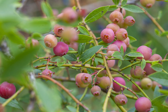 粉色柠檬水蓝莓