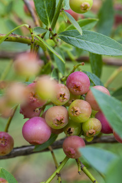 粉色柠檬水蓝莓