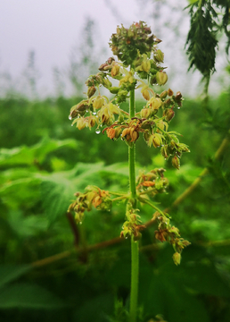 野草