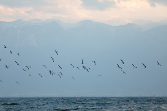 云南大理洱海飞翔的海鸥