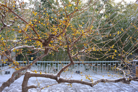 冬天腊梅树
