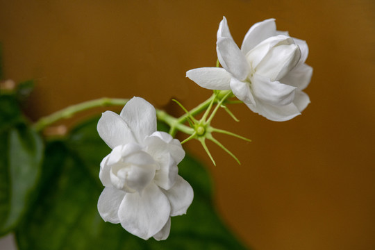 茉莉花