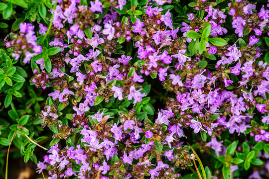 百里香花