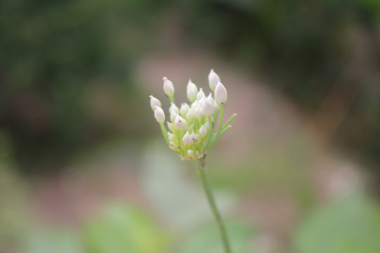 野生韭菜花