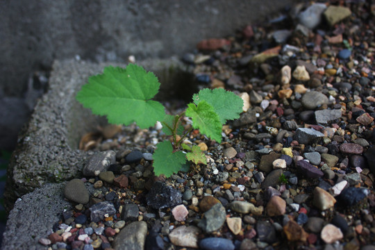 野生荨麻