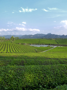 金华九峰牧场茶山