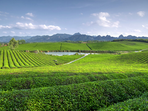 金华九峰牧场茶树茶山