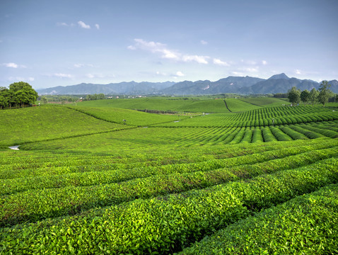 金华九峰牧场