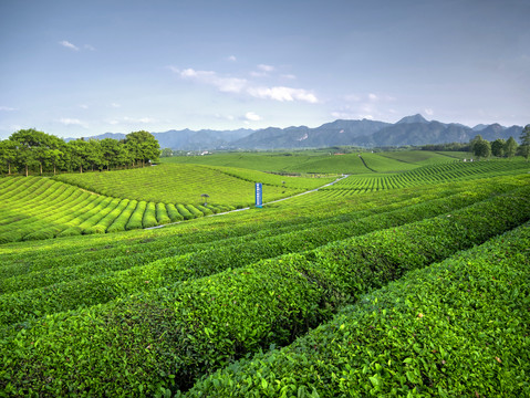 金华九峰牧场梯田茶山