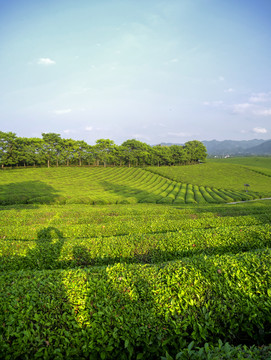 金华九峰牧场梯田茶山