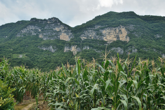 湖北长阳山区风光