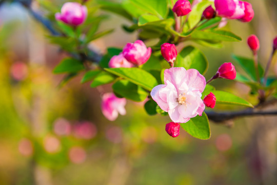 海棠开花