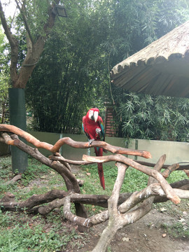 上海野生动物园鹦鹉