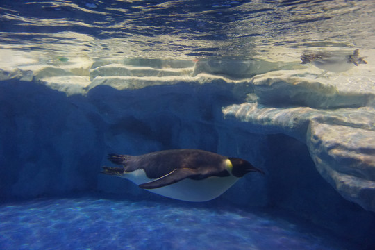 海洋动物企鹅