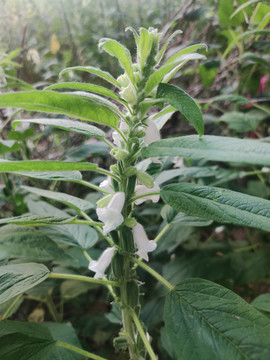 开花的芝麻棵