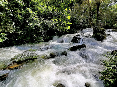 水上森林