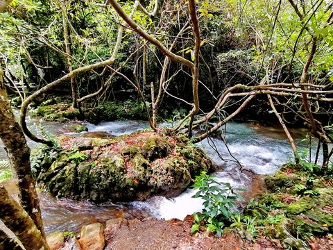 水上森林