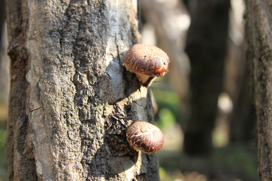 香菇种植