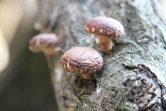 香菇种植