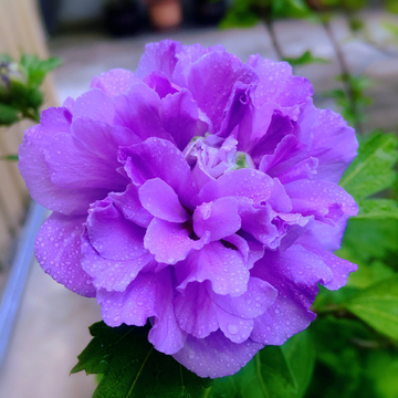紫色木槿花