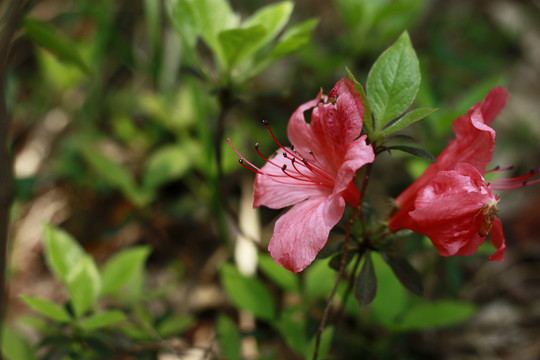 红色杜鹃花