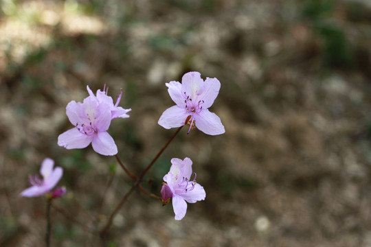 粉色桃花