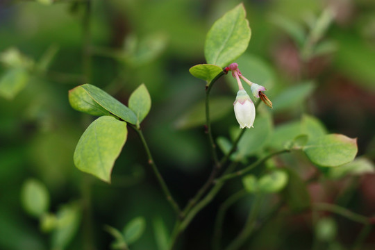 树上的蓝莓花