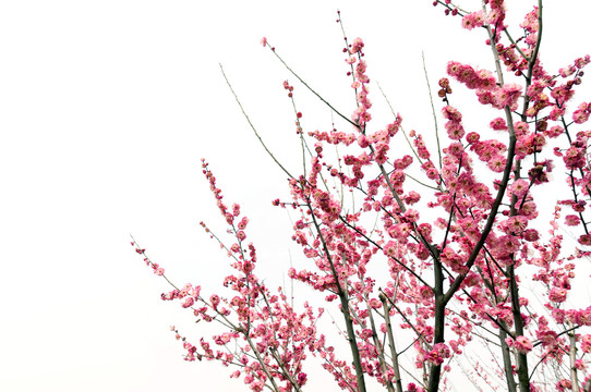 春天粉红色梅花