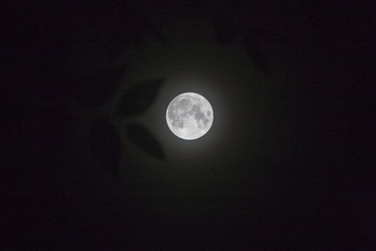 圆月圆月亮圆月月夜