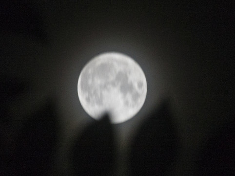 树梢的圆月月亮