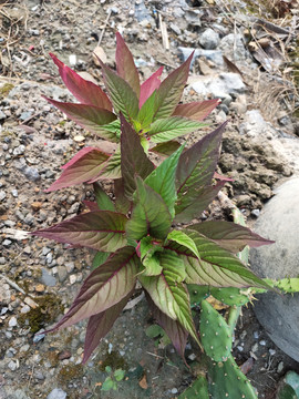 鸡冠花植株