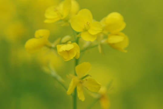 油菜花