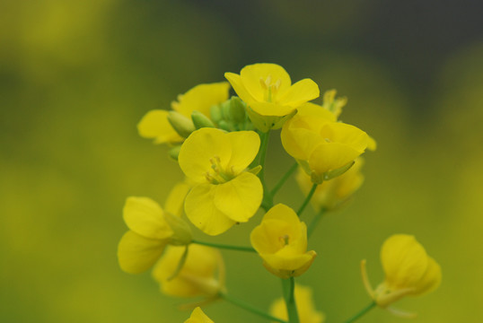 油菜花
