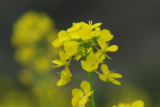 油菜花