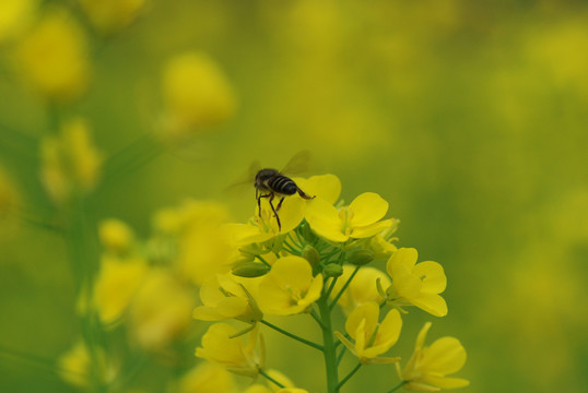 油菜花