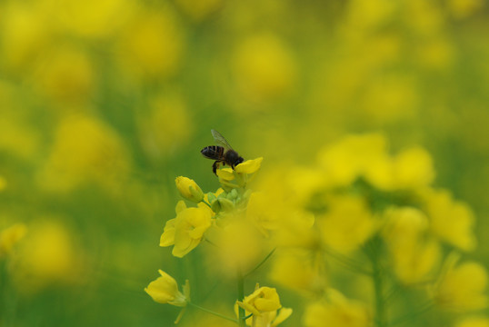 蜜蜂油菜花