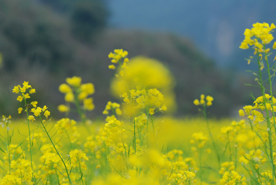 油菜花